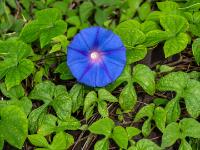 Efeu-Trichterwinde Blüte im dichten Blätterwerk - Pico